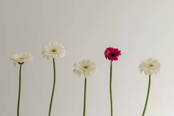 embryo-freezing-header
